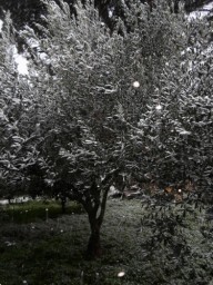 TN_SAM_4918_ulivo con neve.JPG